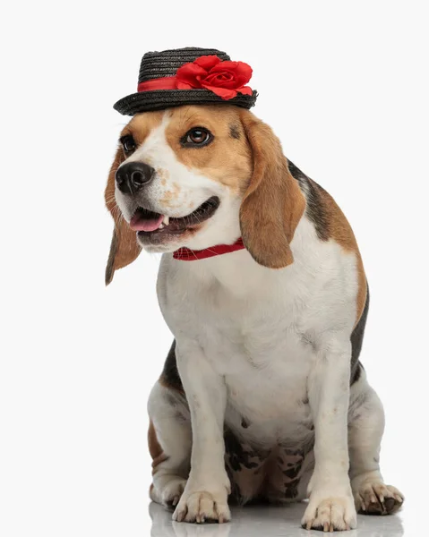Dolce Cagnolino Beagle Con Cappello Papillon Distogliendo Sguardo Sporgendo Lingua — Foto Stock