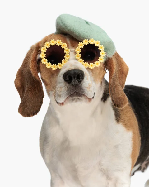 Aranyos Beagle Kiskutya Francia Svájci Svájci Sapka Napszemüveg Előretekintő Előtt — Stock Fotó