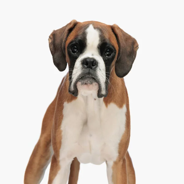 stock image portrait of beautiful brown boxer puppy looking forward and standing in front of white background in studio