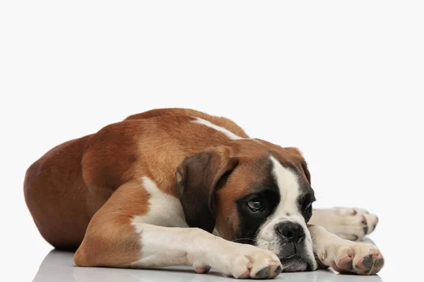 Cachorro Boxer Cansado Deitado Mantendo Cabeça Chão Enquanto Olha Para — Fotografia de Stock
