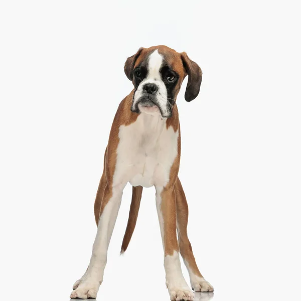 Bild Des Niedlichen Kleinen Boxerhundes Der Auf Weißem Hintergrund Studio — Stockfoto