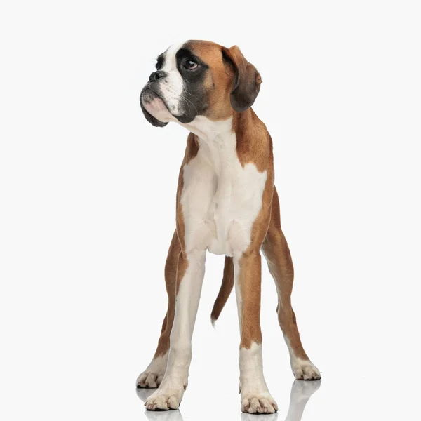 Adorable Little Boxer Puppy Looking Side Standing Front White Background — Stock Photo, Image
