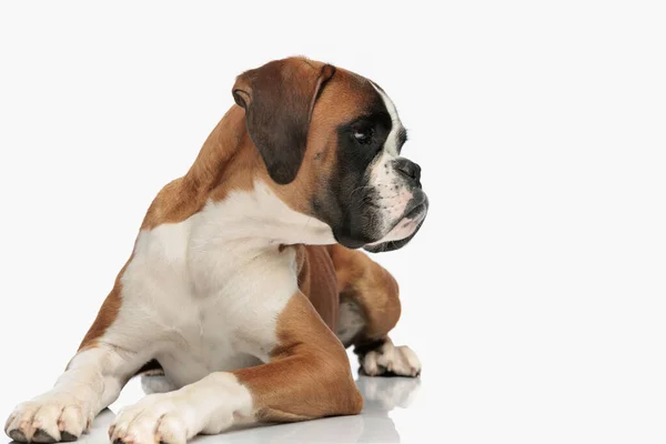 stock image precious little boxer puppy laying down and looking to side in front of white background in studio