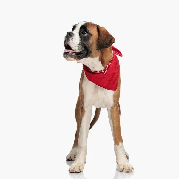Αξιολάτρευτο Σκυλί Μποξέρ Κόκκινη Μπαντάνα Ψάχνει Για Πλευρά Και Κολλήσει — Φωτογραφία Αρχείου
