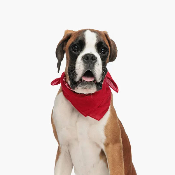 Γλυκό Σκυλί Μποξέρ Κόκκινη Μπαντάνα Προεξέχει Γλώσσα Και Λαχάνιασμα Ενώ — Φωτογραφία Αρχείου