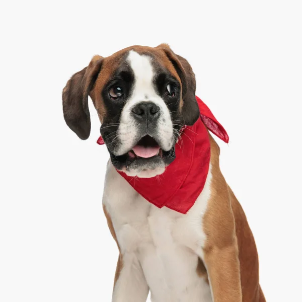Precious Little Boxer Puppy Red Bandana Looking Away Panting Front — Stock Photo, Image