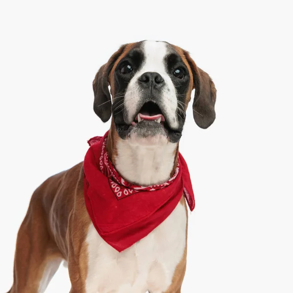 Šťastný Boxer Pes Červeným Šátkem Kolem Krku Supění Jazykem Ven — Stock fotografie