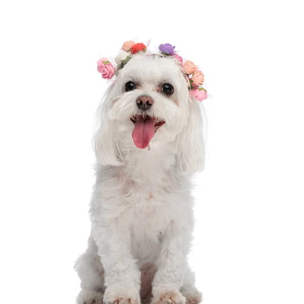 一只珍贵的小比雄犬 头戴五颜六色的花环 坐在白色的背景前 伸出舌头 — 图库照片
