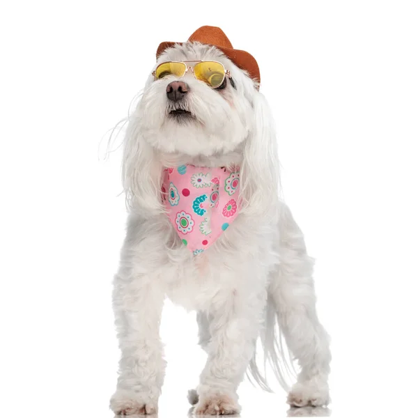 Eager Little Bichon Puppy Looking Standing While Waring Hat Sunglasses — Stock Photo, Image
