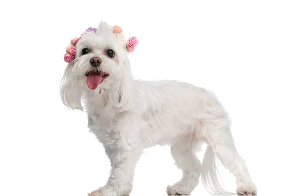 白い背景の前に立っている間露出される舌でパンチする花のヘッドバンドが付いている美しい小さなビチョン犬の側面の眺め — ストック写真