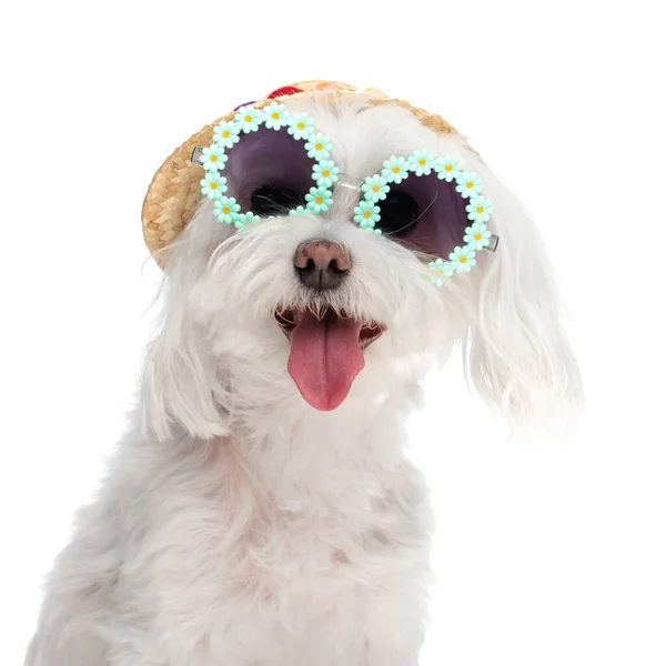 Retrato Lindo Perro Bichon Con Gafas Sol Flores Sombrero Jadeando — Foto de Stock