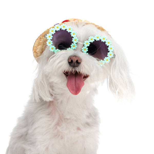 portrait of cute bichon dog with flowers sunglasses and hat panting with tongue outside while sitting in front of white background in studio