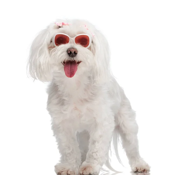Cute Little Bichon Puppy Sunglasses Sticking Out Tongue Panting While — Stock Photo, Image