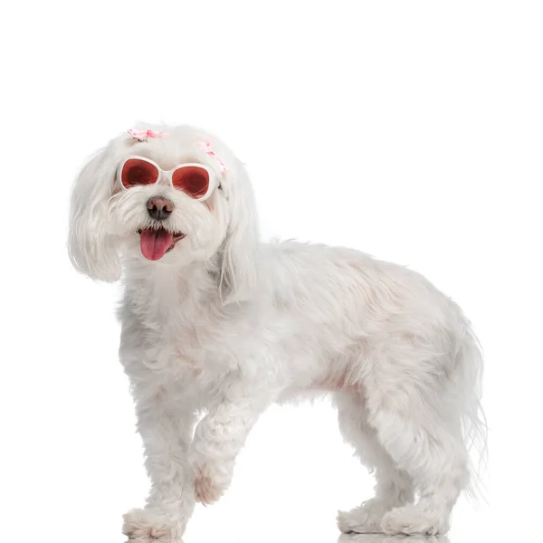 Feliz Perrito Bichon Con Gafas Sol Arcos Rosados Sobresaliendo Lengua —  Fotos de Stock