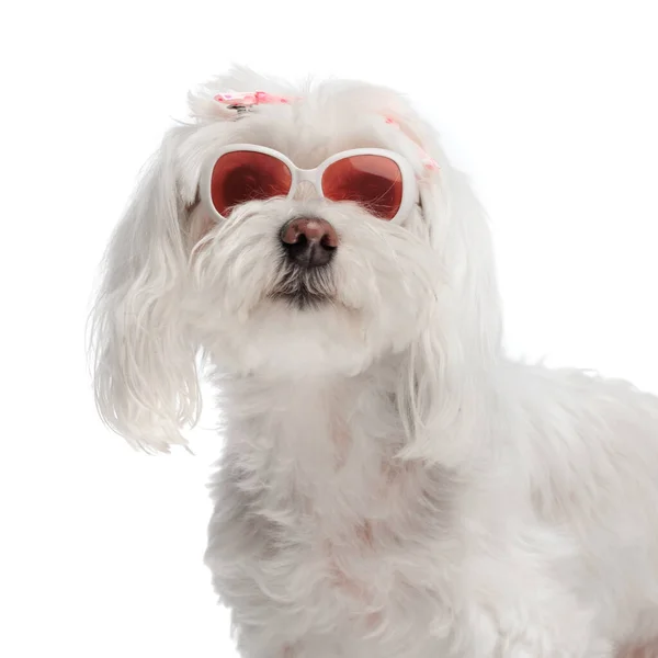 Portrait Cool Little Bichon Dog Sunglasses Pink Bow Looking Forward — Stock Photo, Image
