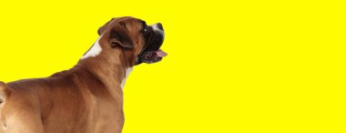 Bir hayvan temalı fotoğraf çekiminde soluk soluğa kalan sevimli boksör köpeği resmi.