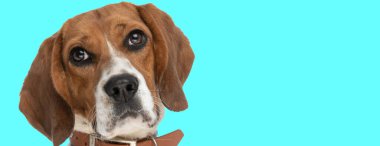 Hayvan temalı bir fotoğraf çekiminde köpek yavrusu gözleri yaparken çekilmiş bir resim.