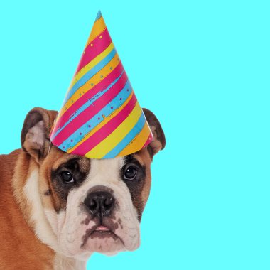 Doğum günü şapkası takan ve hayvan temalı bir fotoğraf çekiminde dilini dışarı çıkaran güzel bir İngiliz bulldog resmi.