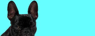 Bir hayvan temalı fotoğraf çekiminde utangaç hisseden sevimli bir Fransız bulldog resmi.