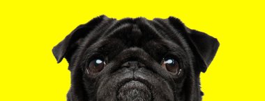 Hayvan temalı bir fotoğraf çekiminde köpek yavrusu gözleri yaparken çekilmiş bir resim.