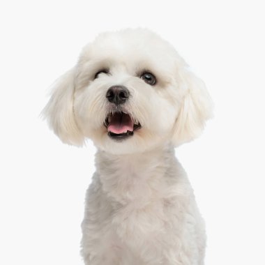 Stüdyoda beyaz arka planda otururken dilinden sarkan ve yukarı bakan küçük bir bizon yavrusunun portresi