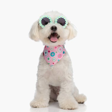 tapılası bizon köpek yavrusu, bandana ve güneş gözlüğü takıp beyaz arka planda otururken dilini dışarı çıkarıyor.