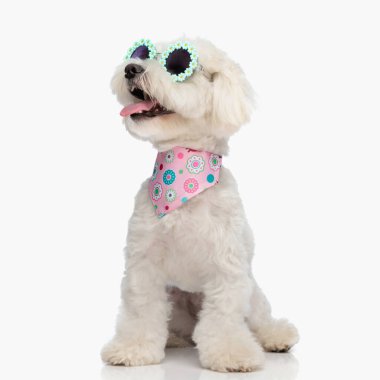 Güneş gözlüklü, boynunda pembe bandana olan sevimli bizon köpeği beyaz arka planda otururken soluk soluğa ve yana bakıyor.