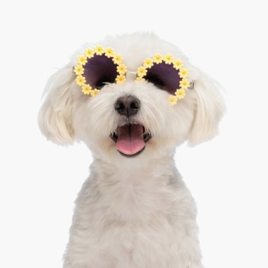 Çiçekli, güneş gözlüklü, dilinden sarkan ve stüdyoda beyaz arka planda soluyan güzel bizon köpeğinin portresi.