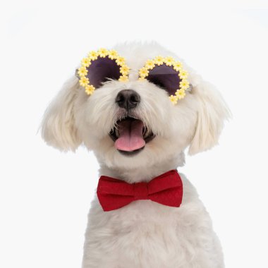 Papyonlu ve güneş gözlüklü güzel bir bizon köpeği stüdyoda beyaz arka planda otururken dili açık soluk soluğa kalıyor.