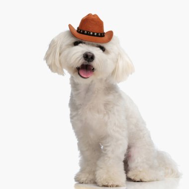 Stüdyoda beyaz arka planda otururken dilini çıkarıp nefes nefese kalmış kovboy şapkalı güzel bir bizon köpeği.