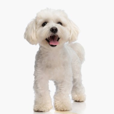 Stüdyoda beyaz arka planda yürürken dilini çıkarıp nefes nefese mutlu küçük bizon köpek yavrusu.