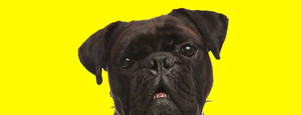 Bild Bedårande Boxer Hund Visar Sina Tänder Ett Djur Tema — Stockfoto