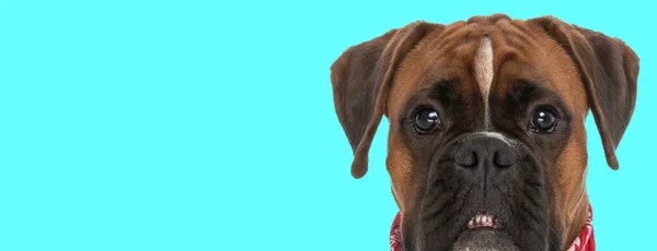 Obrázek Krásné Boxer Pes Ukazuje Své Zuby Zvířeti Tématické Focení — Stock fotografie