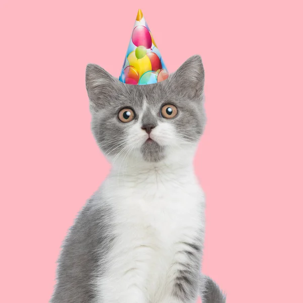 Picture Cute Metis Cat Wearing Birthday Hat Animal Themed Photo — Stock Photo, Image