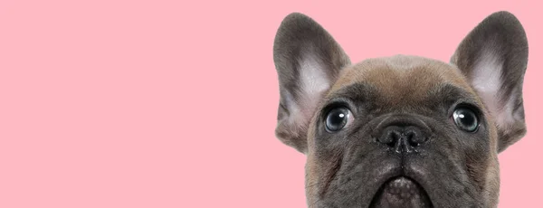 图片上美丽的法国斗牛犬把脸藏匿在以动物为主题的摄影中 — 图库照片
