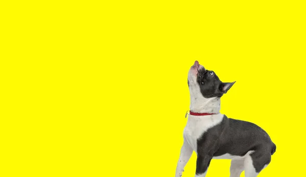 Bild Von Entzückenden Französischen Bulldogge Versuchen Etwas Mit Seiner Zunge — Stockfoto
