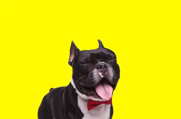 Picture of sweet french bulldog dog laughing out loud in an animal themed photo shoot