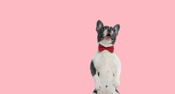Picture Cute French Bulldog Dog Standing Hind Legs Panting Animal — Stock Photo, Image