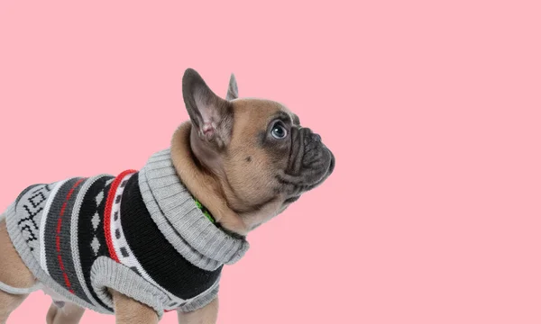 Picture of little french bulldog dog wearing a casual cloth in an animal themed photo shoot