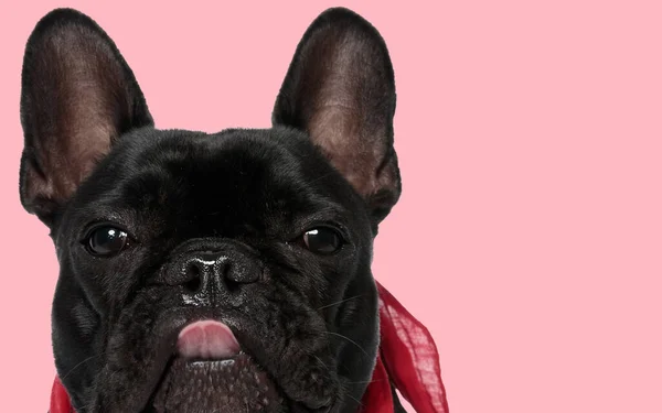 Picture of adorable french bulldog dog sticking out tongue at the camera in an animal themed photo shoot