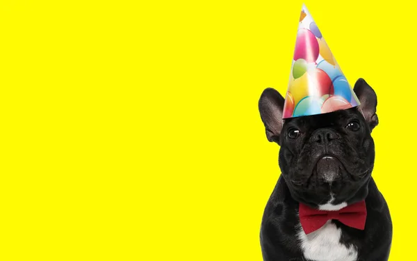 Picture of sweet french bulldog dog wearing a birthday hat and bowtie in an animal themed photo shoot