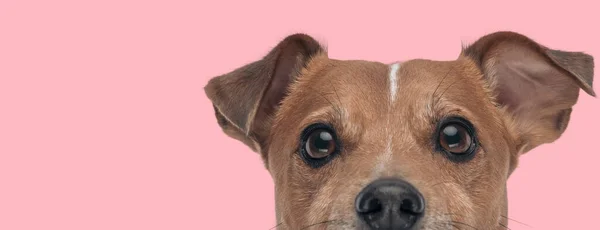 图片上漂亮的杰克 罗斯塞尔犬把自己的脸藏匿在动物主题的照片中 — 图库照片