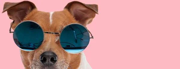 Picture Beautiful Jack Russell Terrier Dog Wearing Cool Sunglasses Animal — Stock Photo, Image