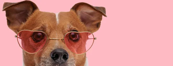 Picture Little Jack Russell Terrier Dog Wearing Heart Shaped Sunglasses — Stock Photo, Image