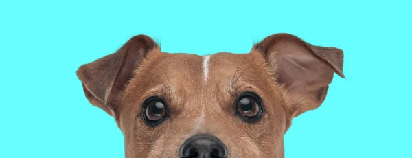 Φωτογραφία Του Μικρού Jack Russell Terrier Σκυλί Αισθάνεται Ντροπαλός Ένα — Φωτογραφία Αρχείου