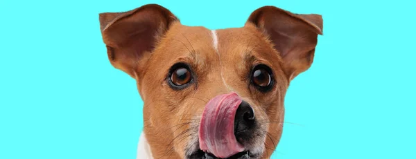 Immagine Piccolo Jack Russell Terrier Cane Leccare Bocca Animale Servizio — Foto Stock