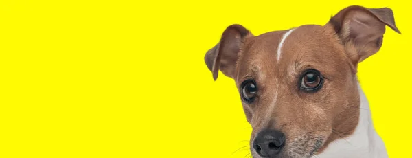 Bild Von Entzückenden Jack Russell Terrier Hund Versteckt Sein Gesicht — Stockfoto