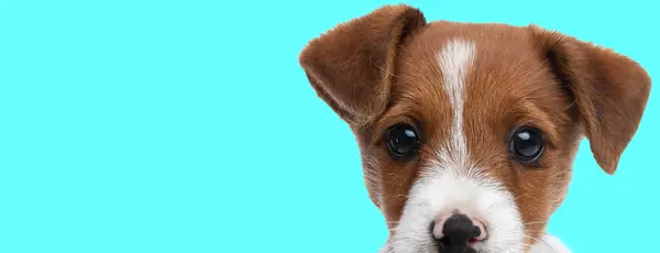 Imagem Cão Adorável Jack Russell Terrier Olhando Para Câmera Uma — Fotografia de Stock