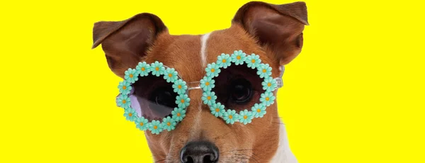 Zdjęcie Słodkiego Jacka Russella Teriera Psa Noszącego Okulary Przeciwsłoneczne Sesji — Zdjęcie stockowe