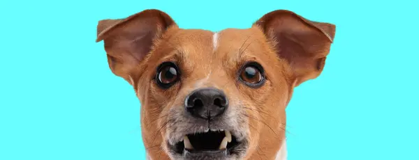 Imagen Gato Adorable Russell Terrier Perro Haciendo Dientes Vampiro Una — Foto de Stock